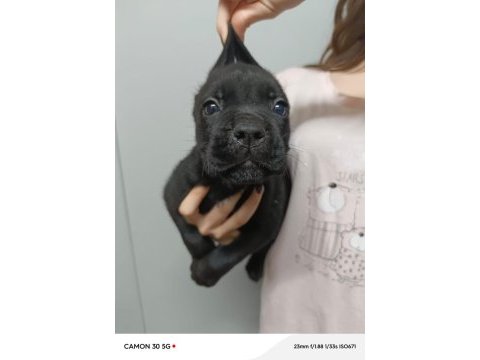 Cane corso yavrular ırk garantili