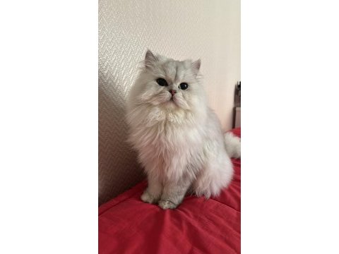 Tam bi prens british longhair