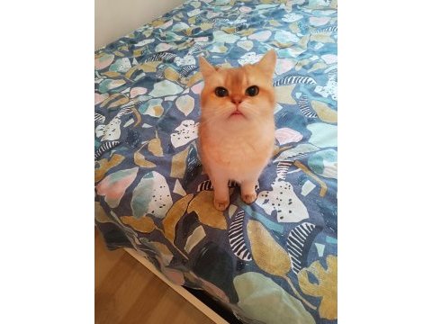 Damızlık şecereli golden british shorthair dişi