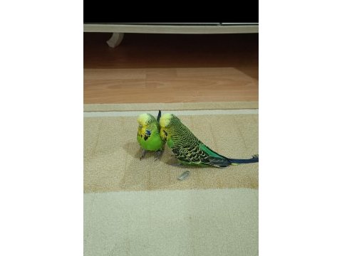 Çift şov jumbo muhabbet kuşları