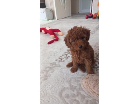 Poodle her ile gönderim vardır