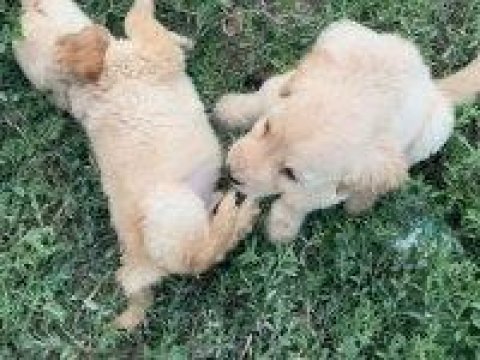Minik goldenlarımız sahiplerini arıyor
