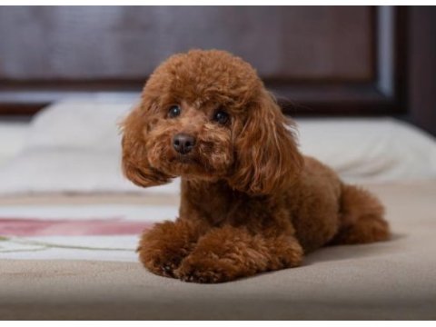 Poodle yavrular