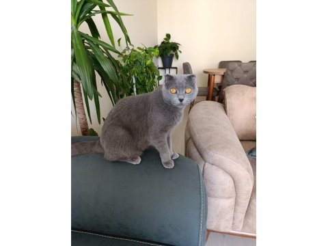 Scottish fold 1,5 yaşında
