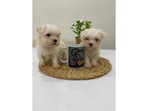 Muhteşem teacup maltese bebekler