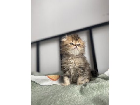 Scottish fold pofuduk kediler