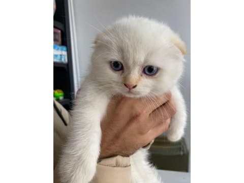Tatlı bebek scottish fold