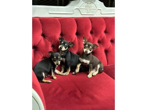 A+plus pinscher yavrular