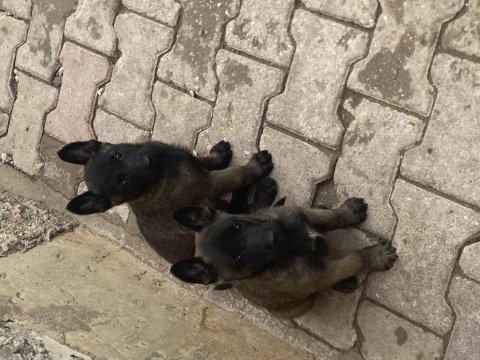 Hırs küpü malinois