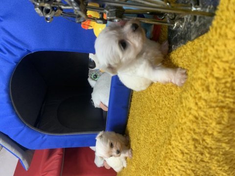 Maltese 1 daha küçüğü yok