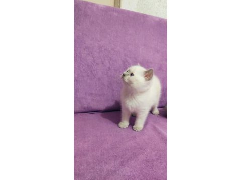 Scottish fold ve british yavruları
