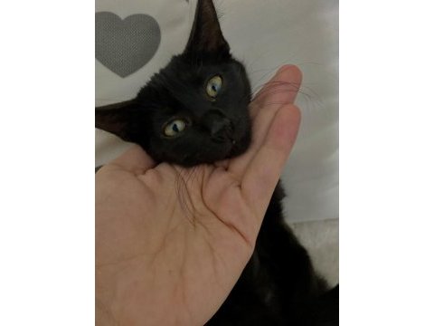 3 aylık sıcakkanlı erkek yavru kedimiz