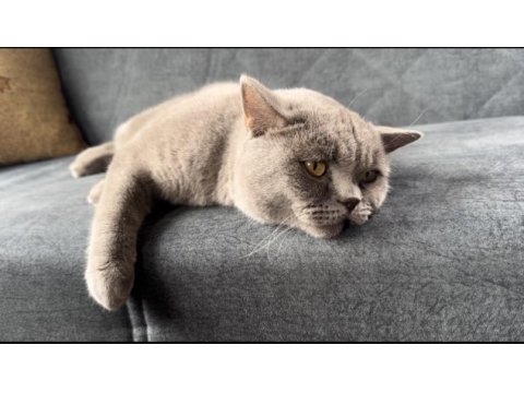 Erkek akıllı eğitimli british shorthair