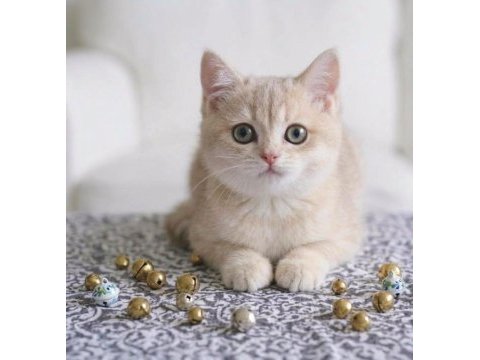 British shorthair lilac gold dişi yavru