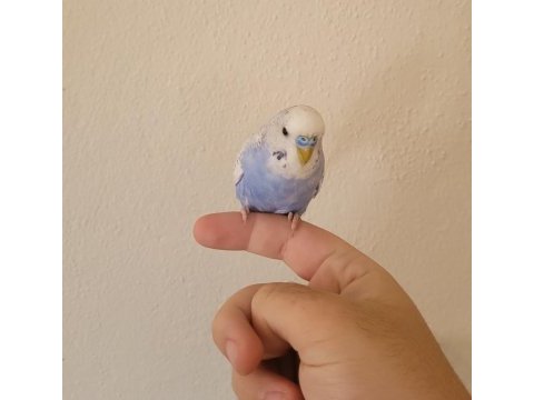 Elde yatan erkek muhabbet kuşu