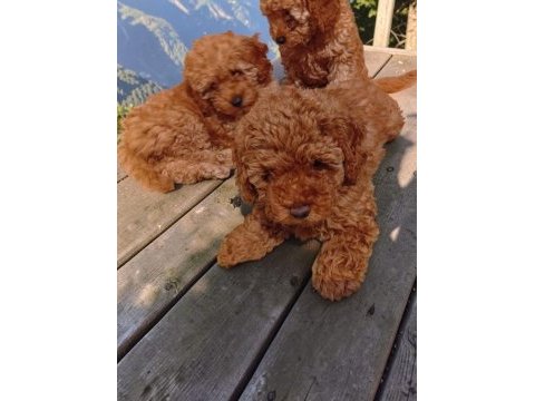 Toy poodle ev ortamında büyüyen yavrumuz