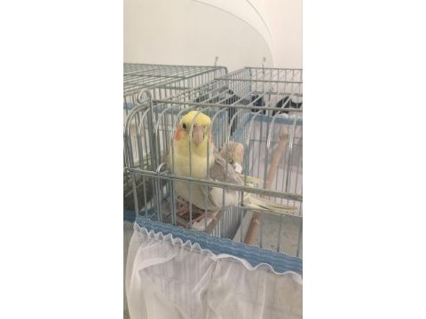 Konuşan sultan papağanı 6 aylık