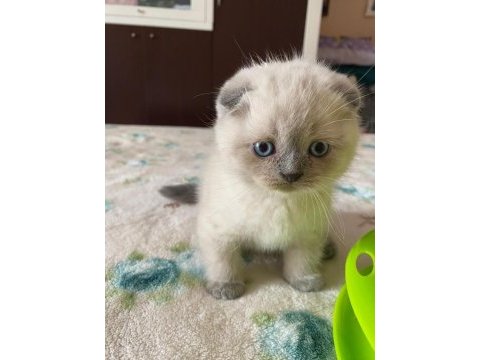 Scottish fold 2,5 aylık