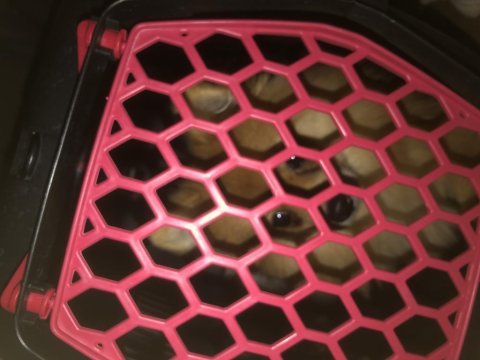 Tarlı pomeranian köpeğimiz yeni ailesini beklio