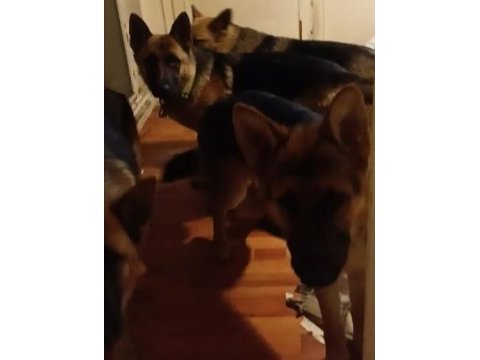 Safkan alman çoban köpeği 10 aylık