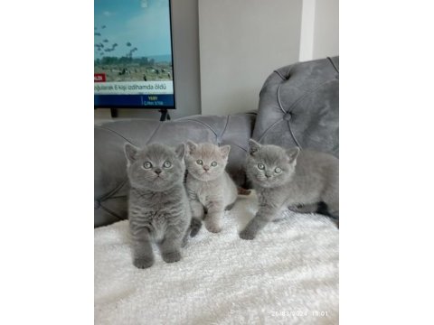 British shorthair yavrular