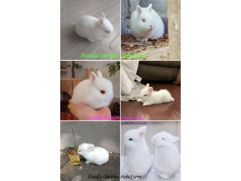 Renkli hollanda lop ve cüce cins tavşan yavrusu