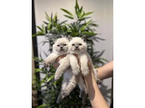 British shorthair blue point yavrularım 