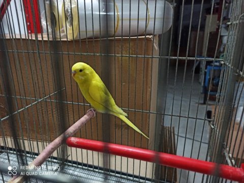 Sarı erkek yavru kuşum