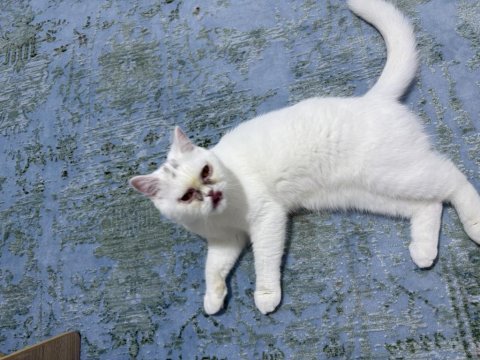 11 aylık erkek british shorthair kedimiz