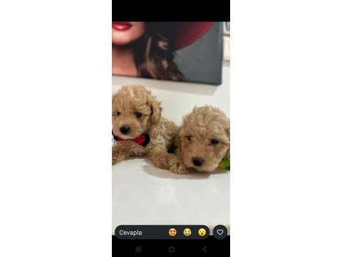 Maltipoo yavrum 55 günlük