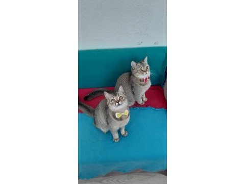Black golden british shorthair prensesler