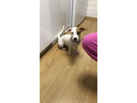 Jack russell