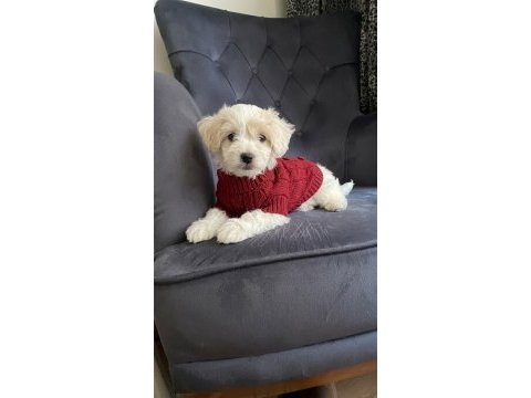 Wc eğitimli ve aşılı maltipoo bebekler hazır