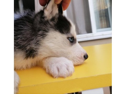 Renk ve anatomi güzeli sibirya kurdu husky yavrular