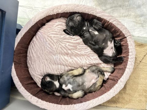 Siyah ve kahverengi 1 buçuk aylık french bulldog