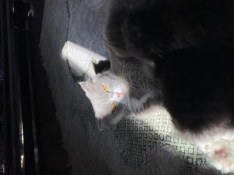British longhair british shorthair yavru kediler