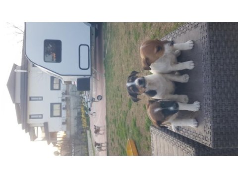 Fırlama jack russell terrier yavruları