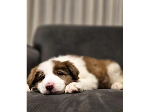 Showline border collie yavrumuz
