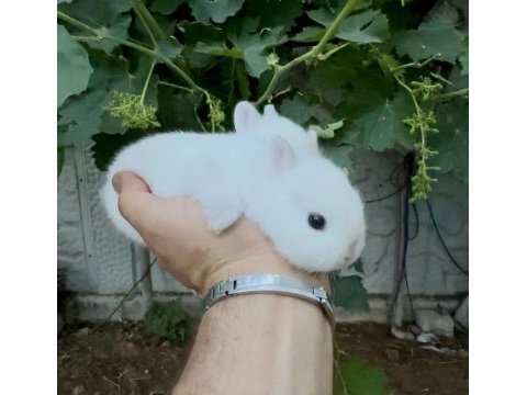 Netherland dwarf cüce tavşanlar