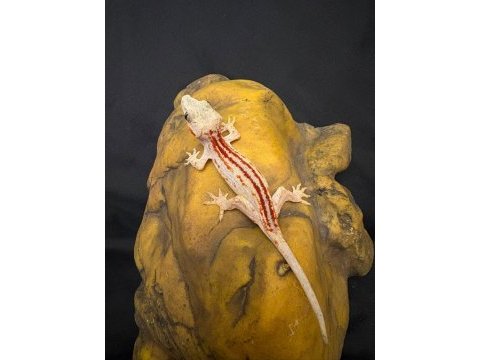 Gargolye gecko çift