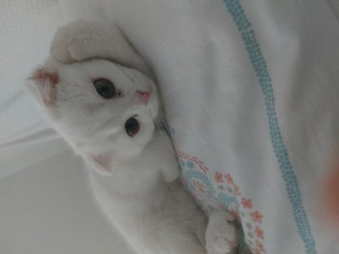 4 aylık erkek bebek scottish fold