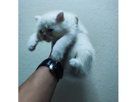 Safkan british shorthair balıkesirde