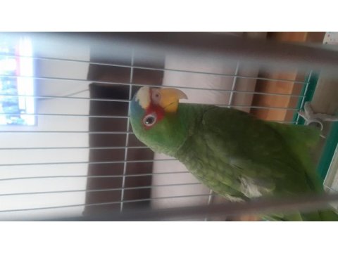 Amazon papagani
