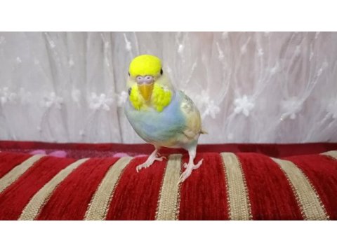 Rainbow muhabbet kuşu 4 aylık