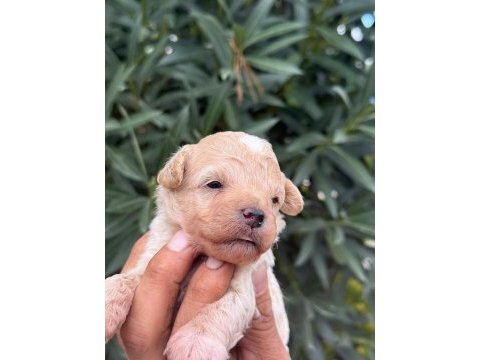 Maltıpoo mınık sekerler