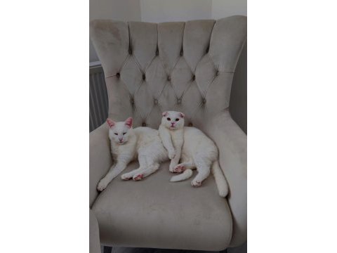 Scottish fold yavru