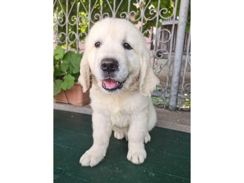 Safkan golden retriever bebekler