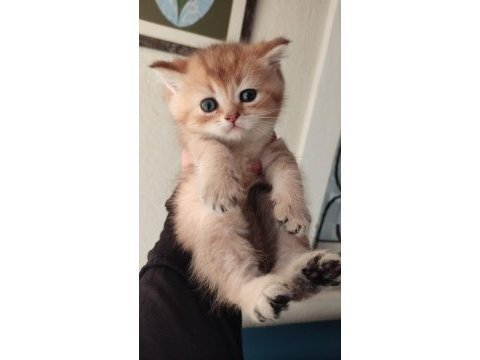 Orjinal british shorthair teslime hazır