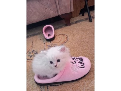 Prensesimiz british longhair