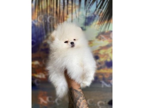 Garantili teacup teddy pomeranian